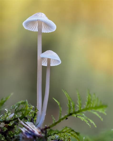 psychedelic mushrooms spores
